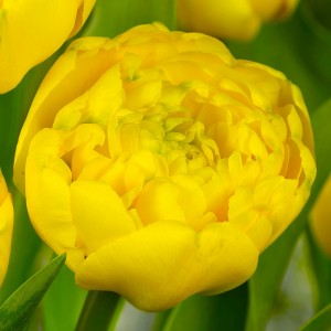 Tulpe "Yellow Pomponette"